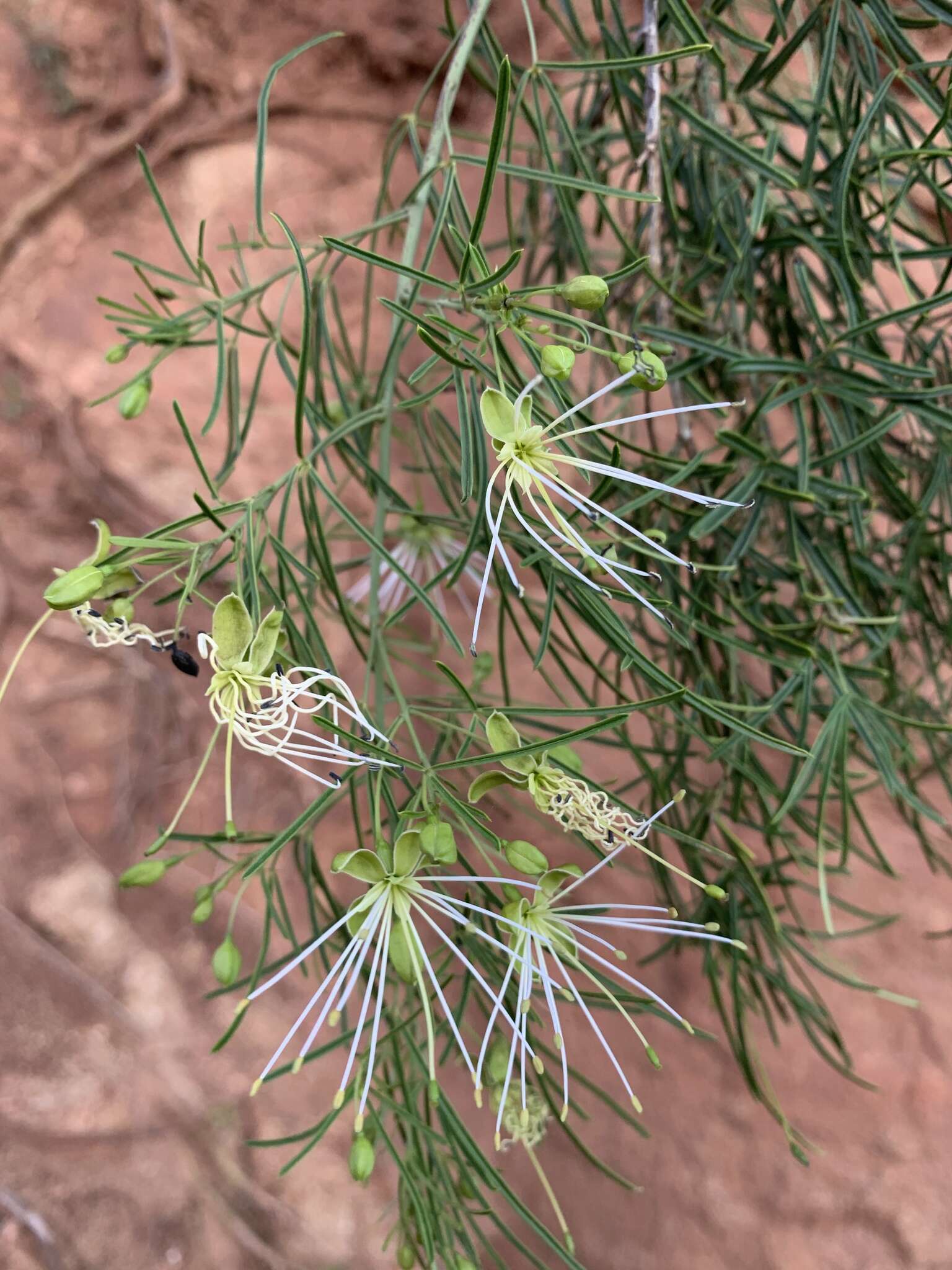 Sivun Maerua rosmarinoides (Sond.) Hochst. ex Pax kuva