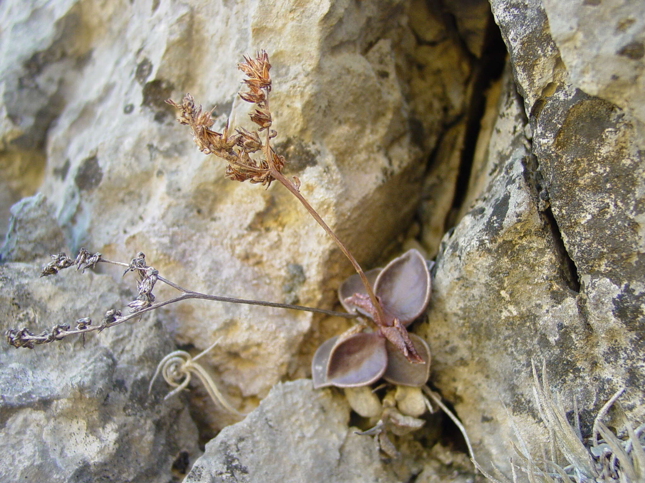 Image of Lenophyllum obtusum R. V. Moran