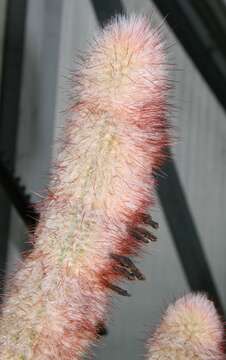 Image of Micranthocereus violaciflorus Buining