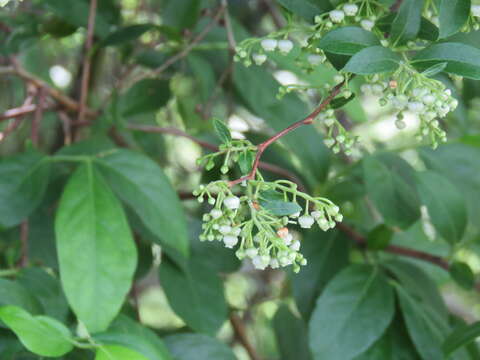 Image of maleberry