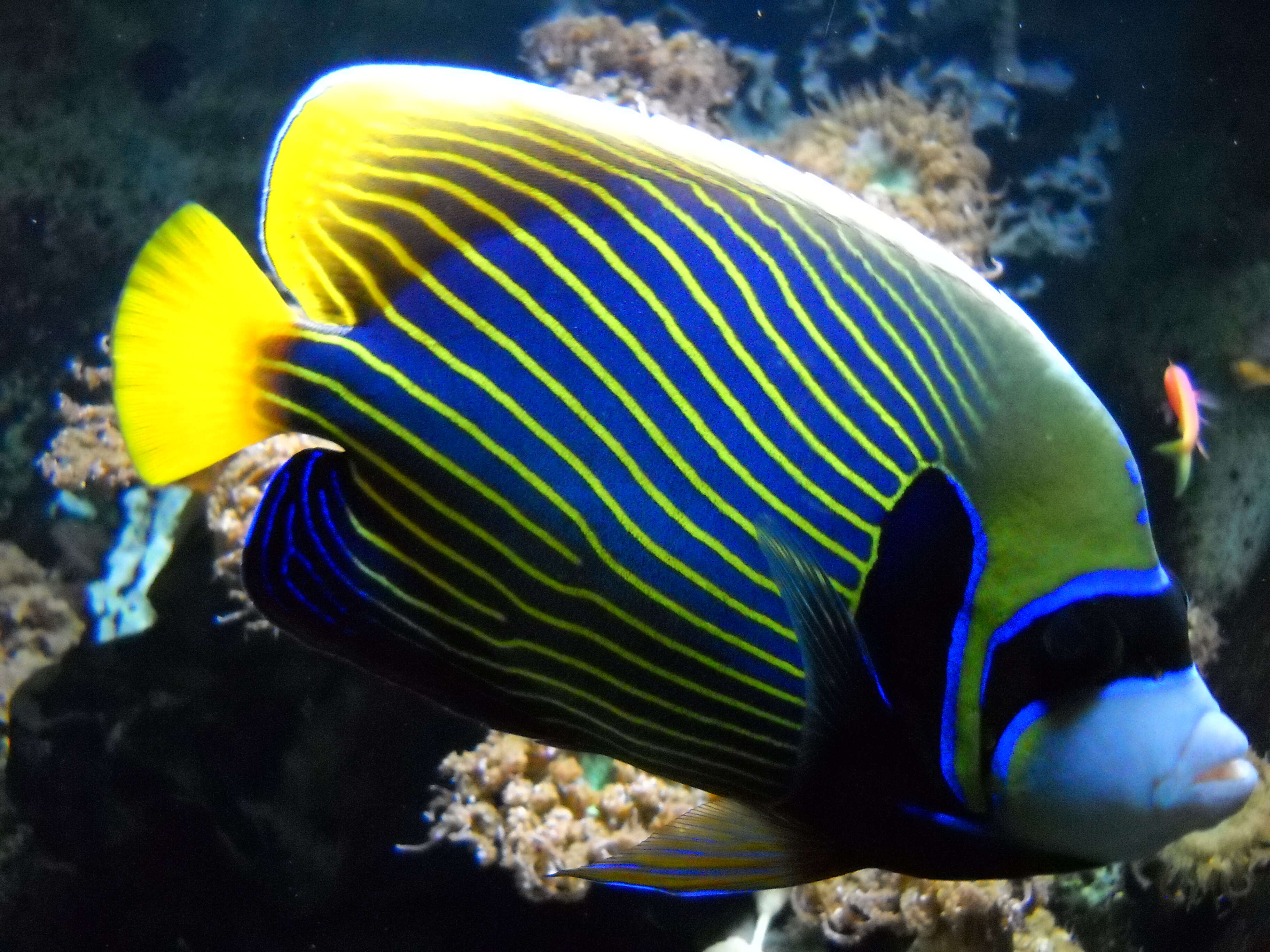 Image of Angelfish