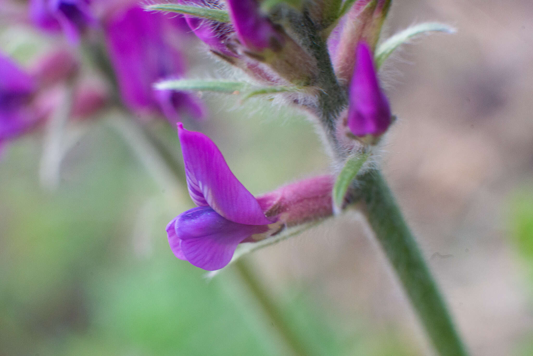 Image de Oxytropis campanulata Vassilcz.