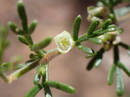 Image of Cyanothamnus occidentalis