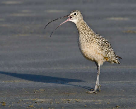 Image of Long-billed Curlew