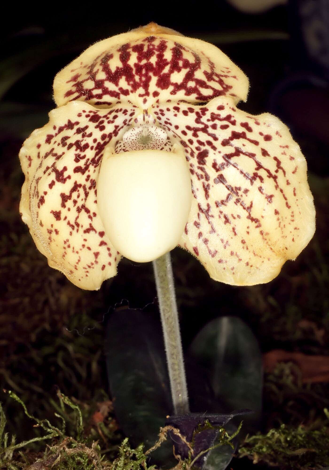 Image of Godefroy's Paphiopedilum