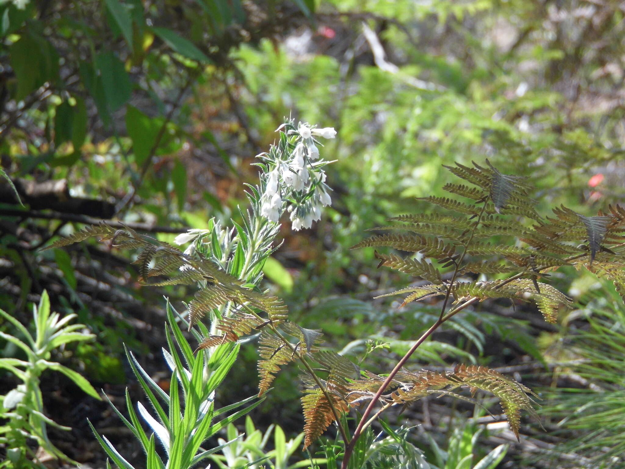 Слика од Lithospermum trinervium (Lehm.) J. I. Cohen