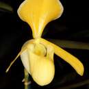 Image de Paphiopedilum helenae Aver.