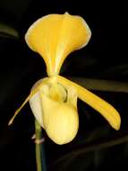 Sivun Paphiopedilum helenae Aver. kuva