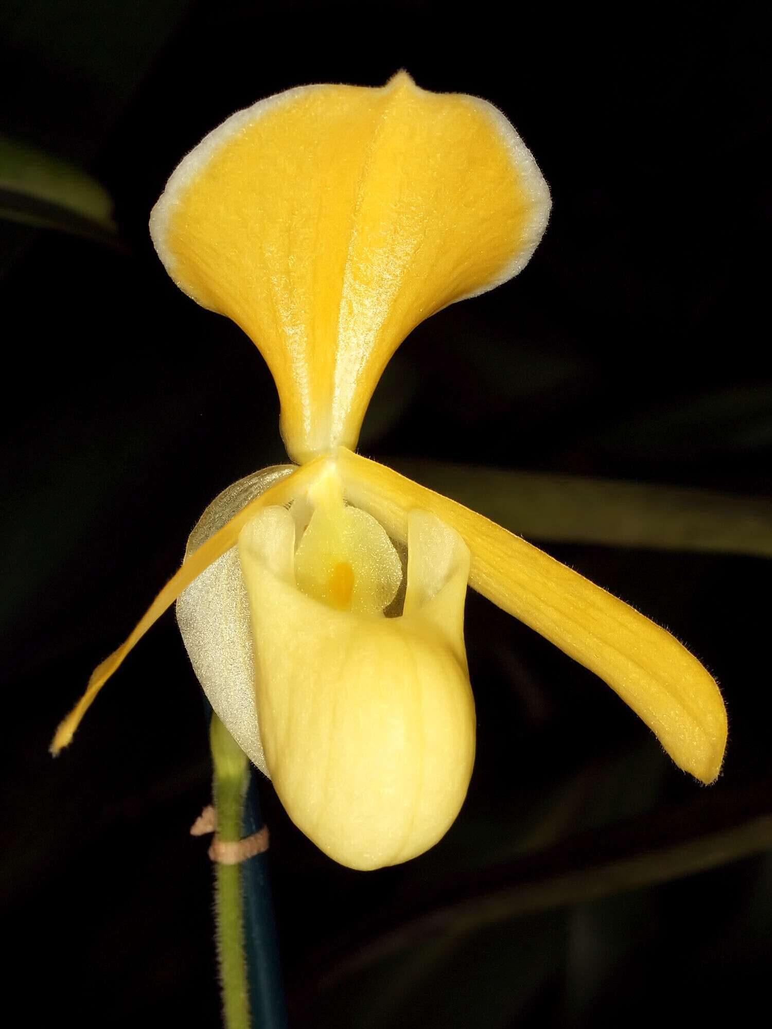 Image of Ellen's Paphiopedilum