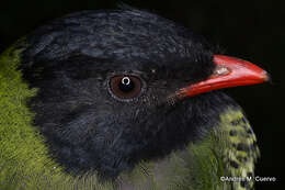 Image of Barred Fruiteater