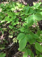 Image of Highbush blueberry