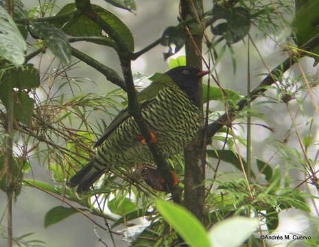 Image of Barred Fruiteater