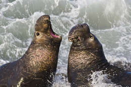 Image of Northern Elephant Seal