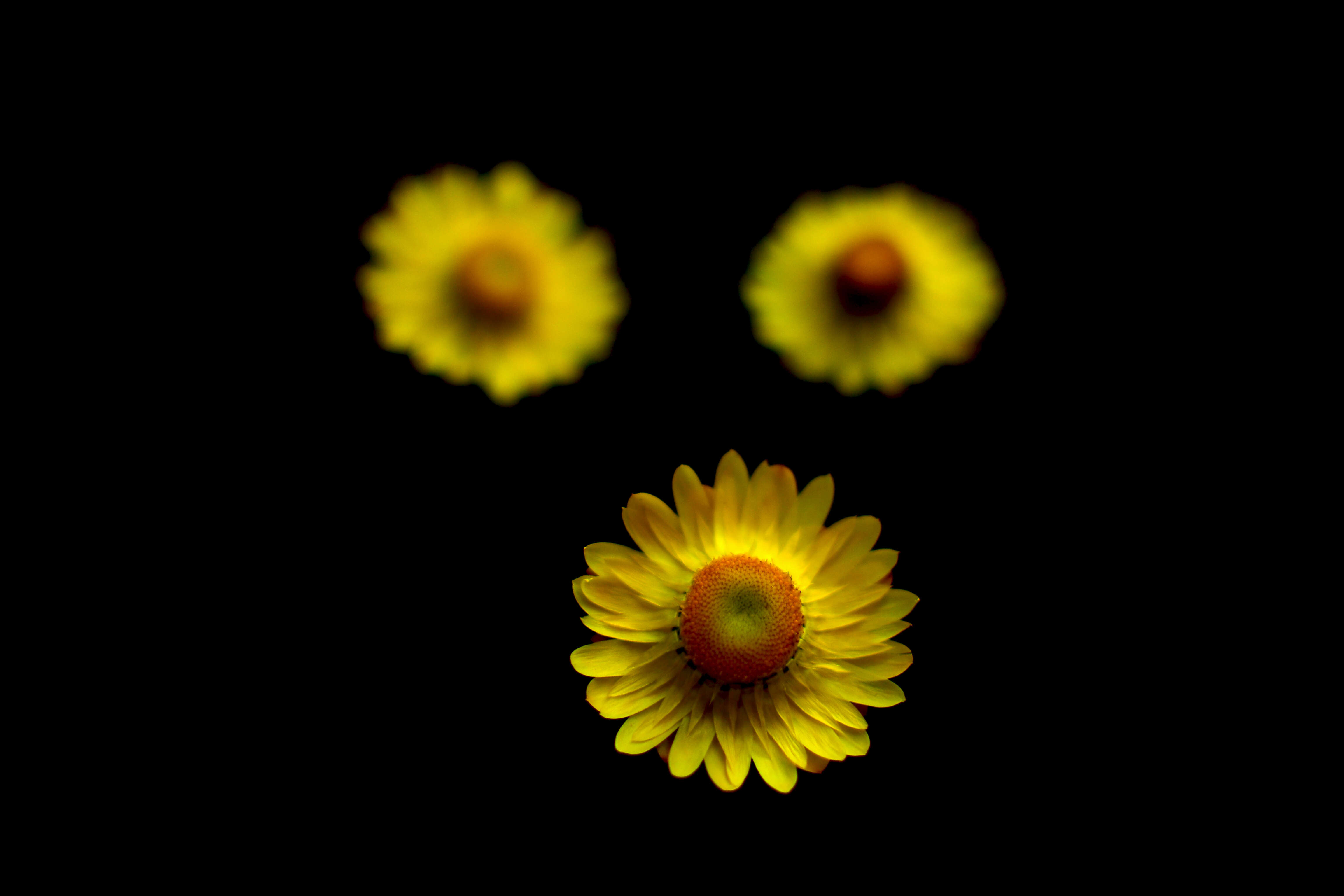 Image of bracted strawflower