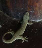 Image of Oceania Gecko