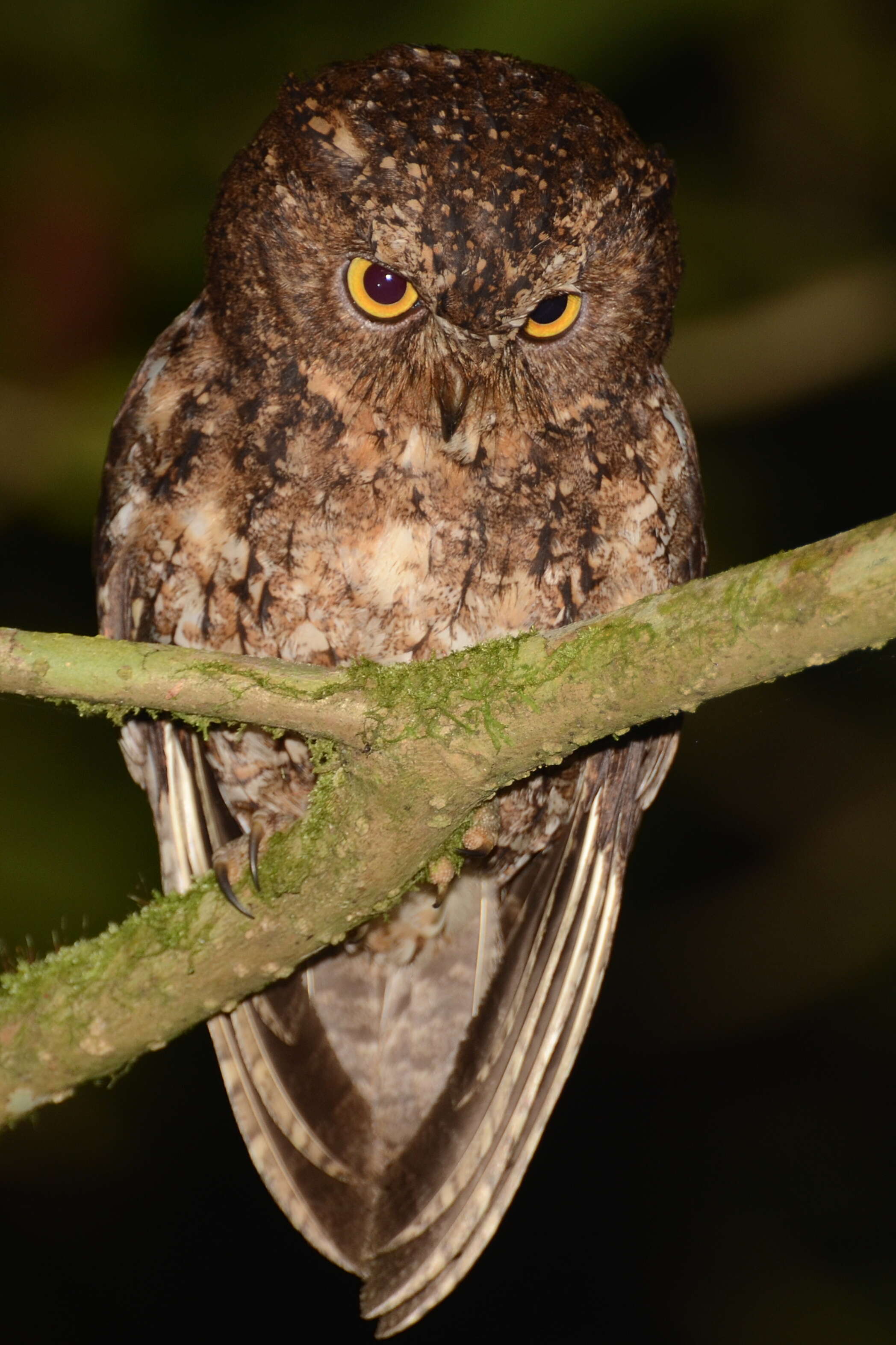 Image of Sulawesi Scops Owl