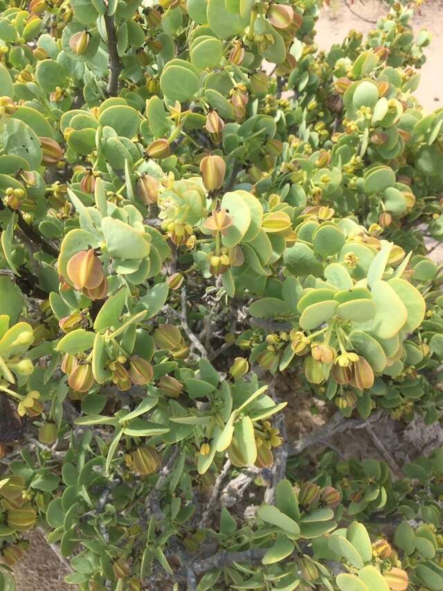 Image of Tetraena stapfii (Schinz) Beier & Thulin