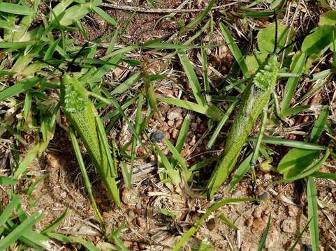 صورة Phymateus (Phymateus) viridipes subsp. viridipes Stål 1873