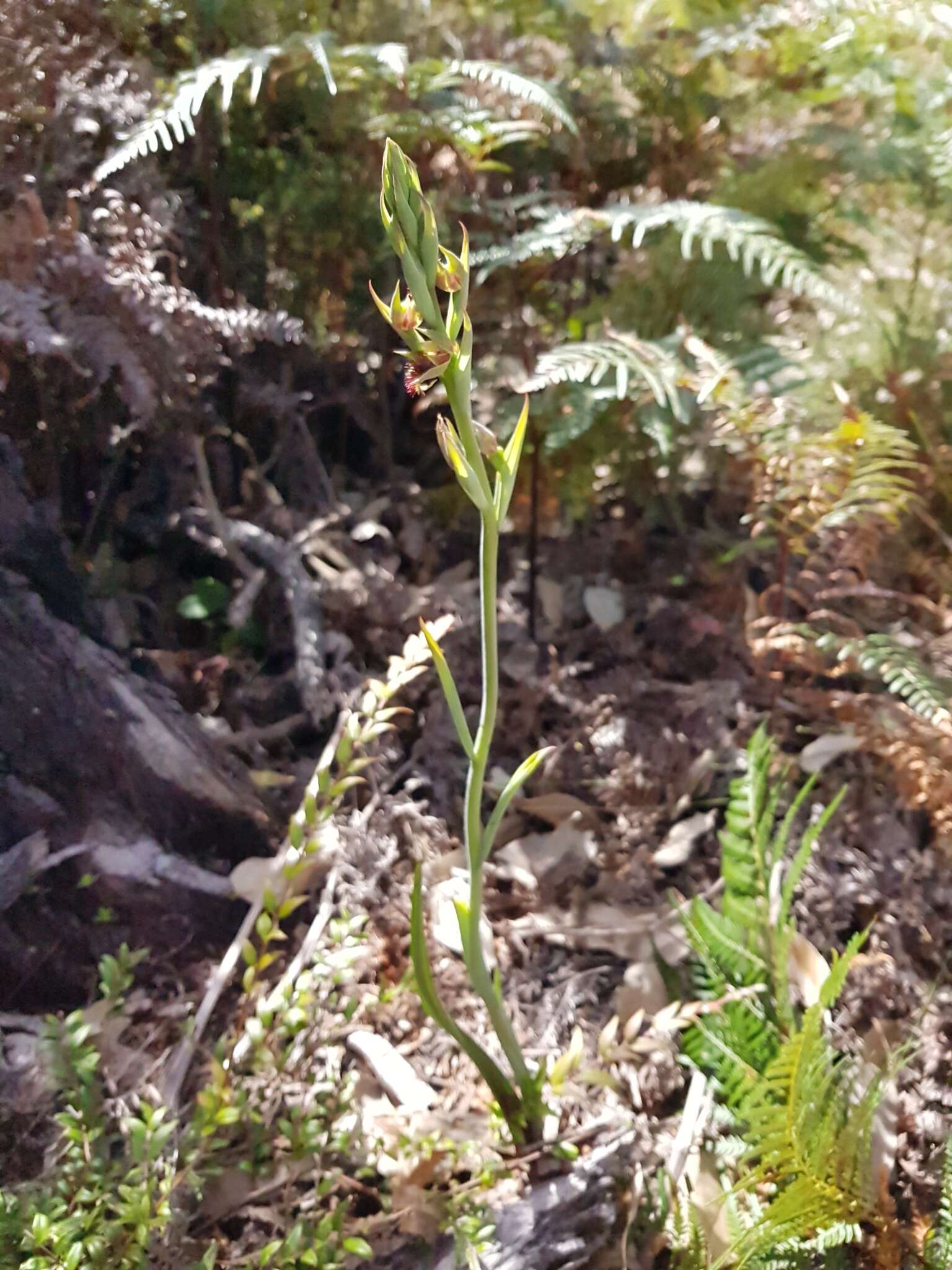 Imagem de Calochilus campestris R. Br.