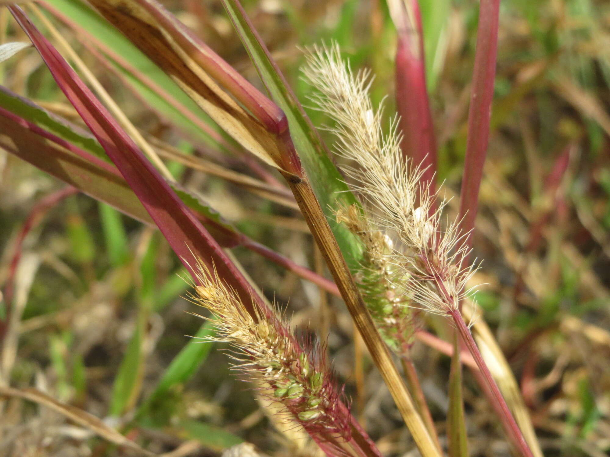 Image of green bristlegrass