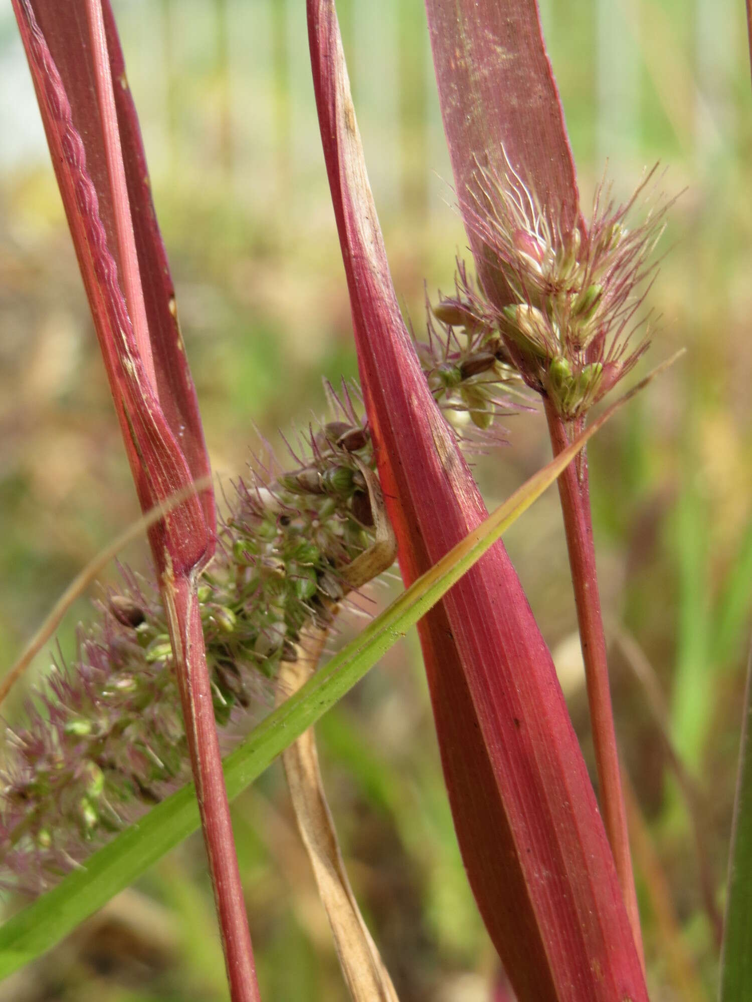 Image of green bristlegrass