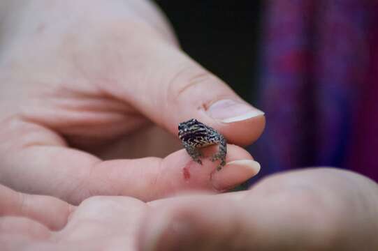 Image of Kenya Dwarf Gecko