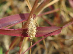 Image of green bristlegrass