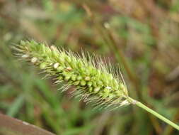 Image of green bristlegrass