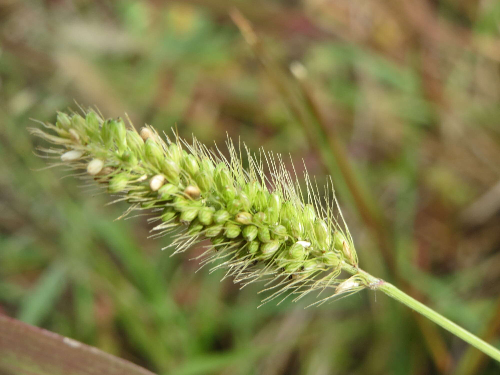 Image of green bristlegrass