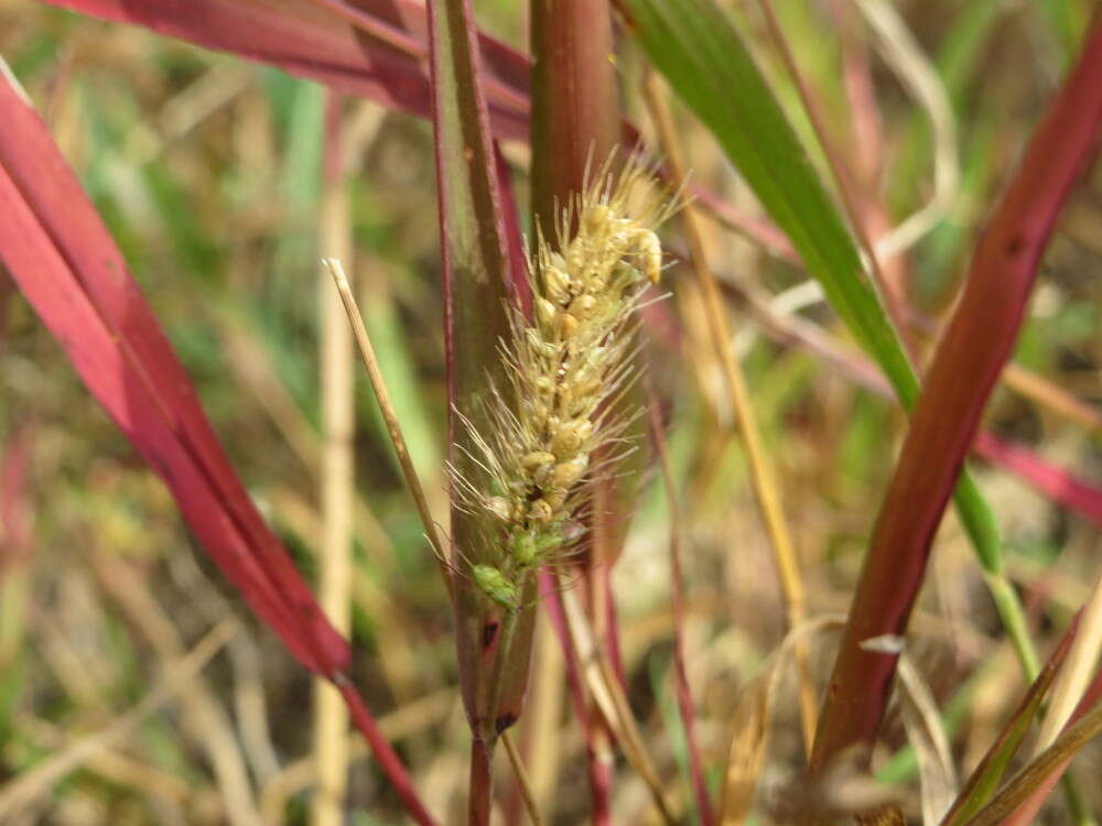 Image of green bristlegrass