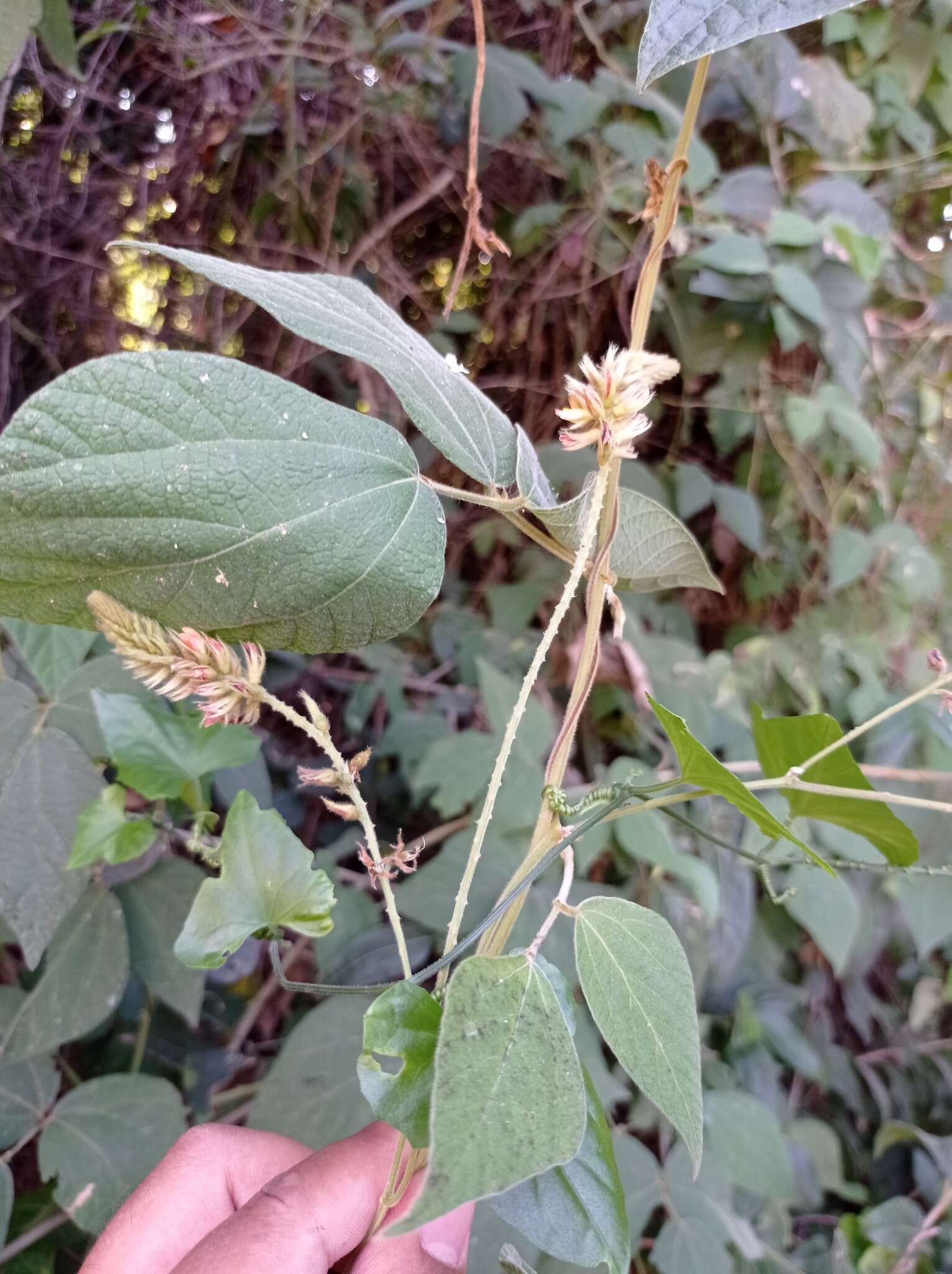 Image of Rhynchosia longeracemosa M. Martens & Galeotti