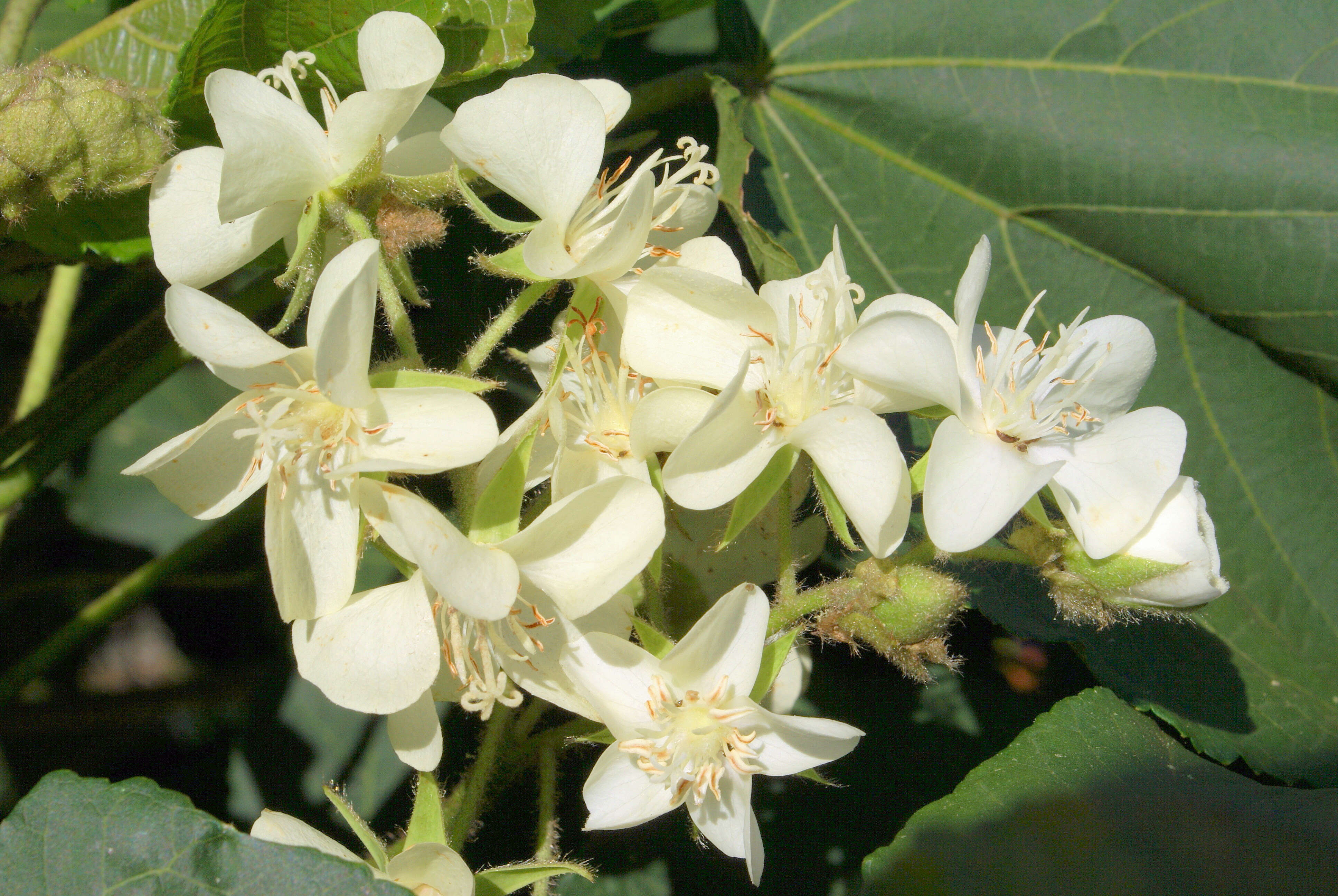 Image of Dombeya acutangula Cav.