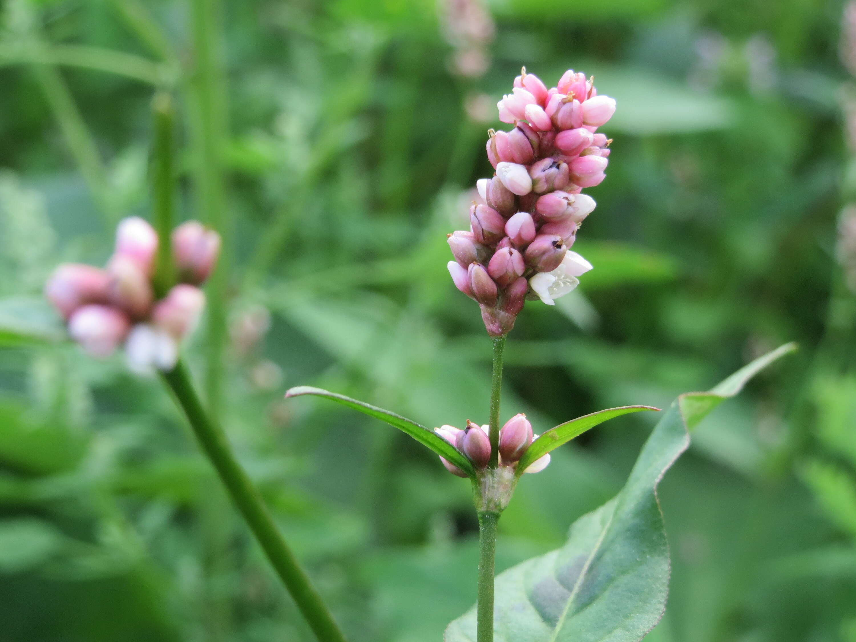 Image of Dock-Leaf Smartweed