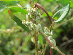 Image of Fallopia baldschuanica