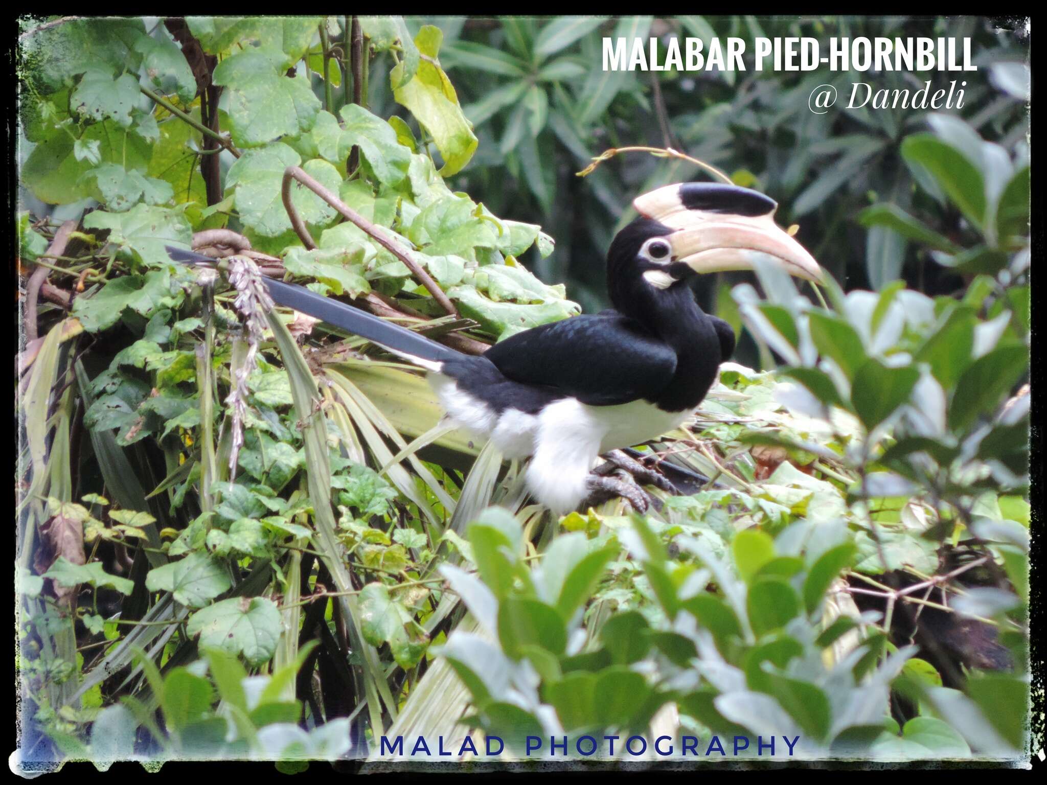 Image of Malabar Pied Hornbill