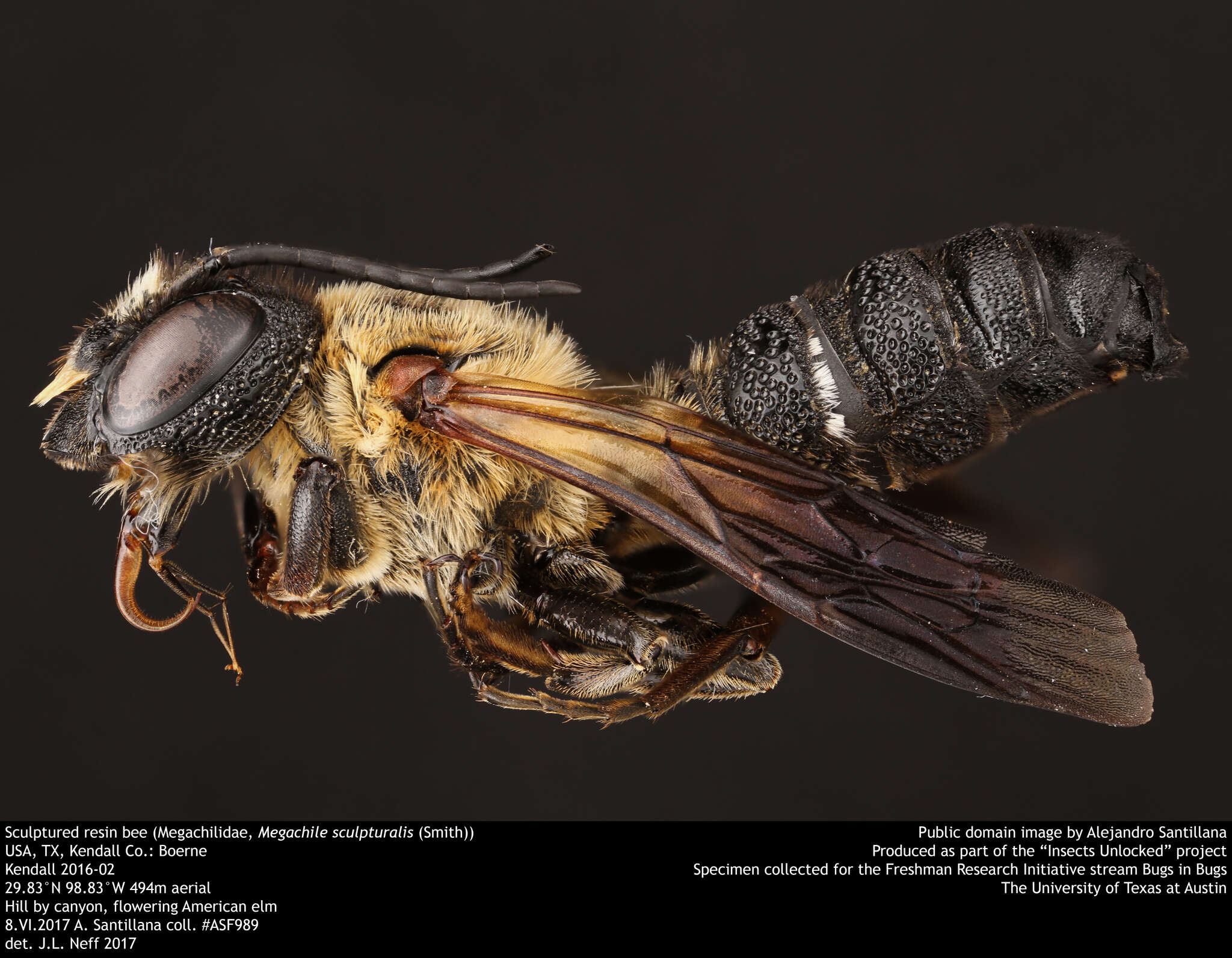 Imagem de Megachile sculpturalis Smith 1853