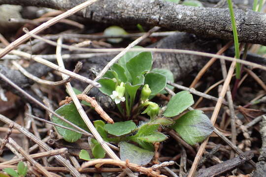 Image of Viola hederacea subsp. cleistogamoides L. Adams