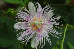 Plancia ëd Passiflora incarnata L.