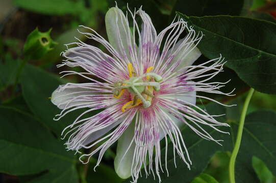 Image of Maypop