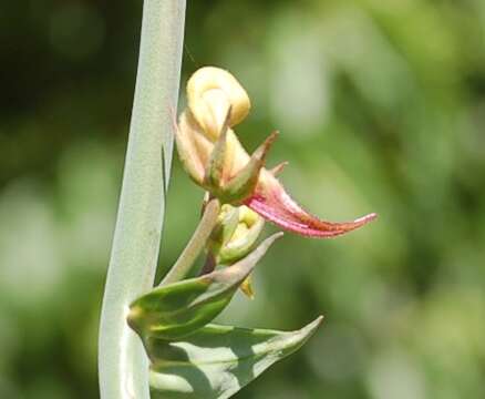 Image of Linaria triornithophora (L.) Willd.