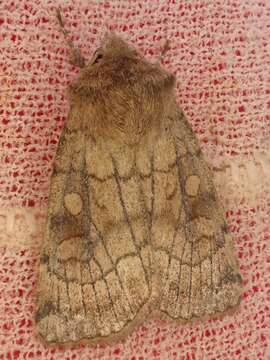 Image of six-striped rustic