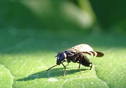 Image of Black Onion Fly