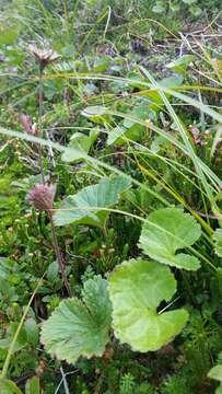 Image of Caltha-Leaf Avens