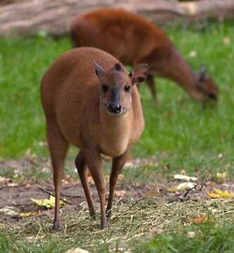 Image of Natal Duiker