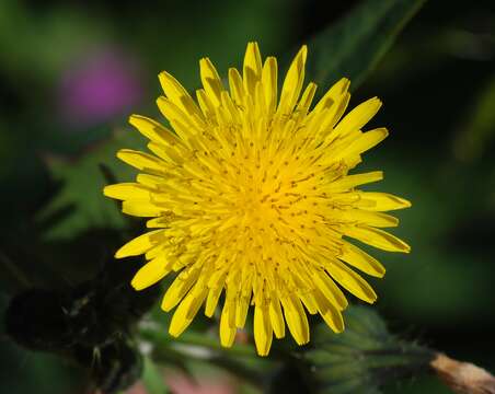 Image of common sowthistle