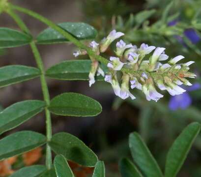 Image of Glycyrrhiza acanthocarpa (Lindl.) J. M. Black