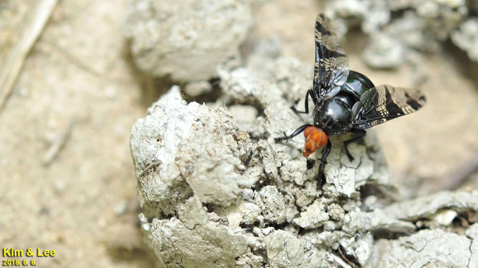 Image of Prosthiochaeta bifasciata Hara 1987