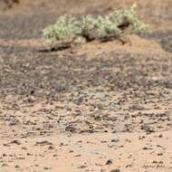 Image of Bar-tailed Desert Lark