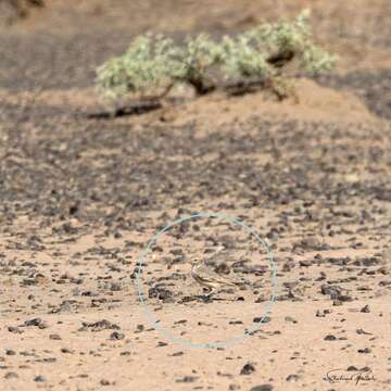 Image of Bar-tailed Desert Lark