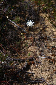 Imagem de Actinotus leucocephalus Benth.